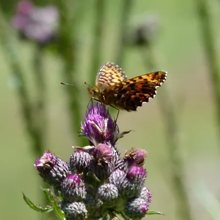Vendégház Hochleiten-gut Niedernsill